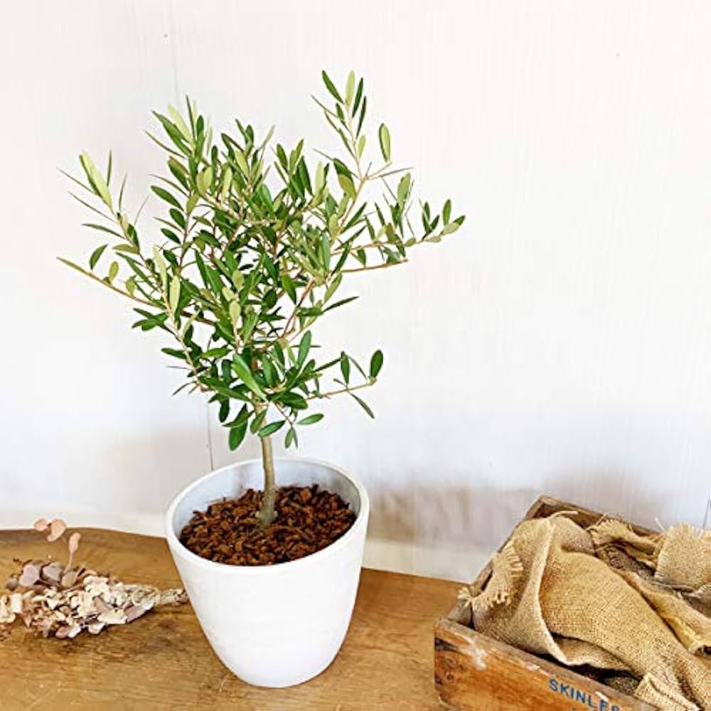 Amazon｜オリーブの木 ボタニーポット ホワイト 新素材 自宅用